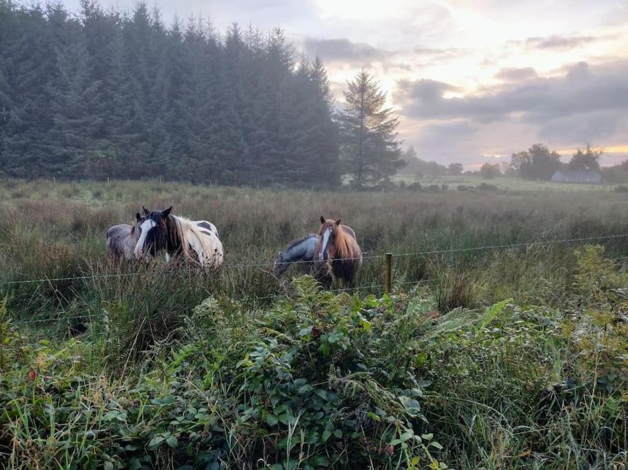 Forest View Cabin Ballaghaderreen Bagian luar foto